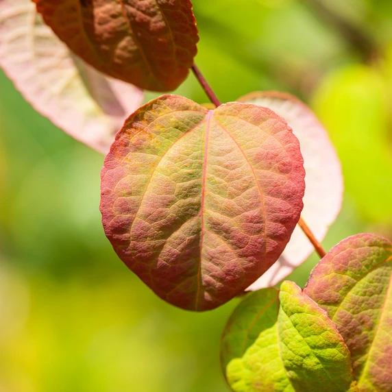 Cercidiphyllum japonicum 12L - image 3