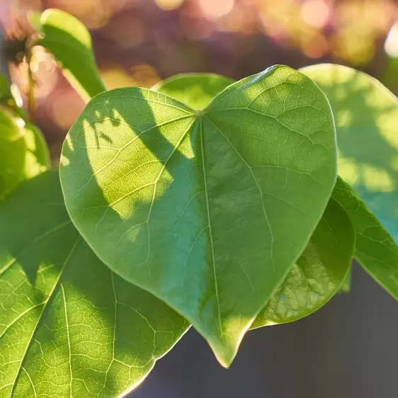 Cercis chinensis 'Avondale' - image 2