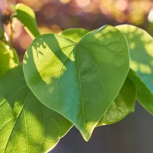 Cercis chinensis 'Avondale' - image 2