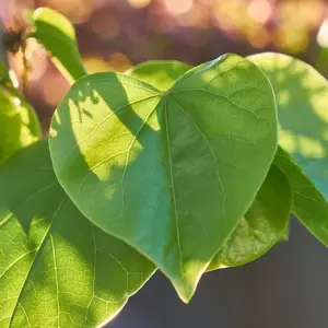 Cercis chinensis 'Avondale' 15L - image 2