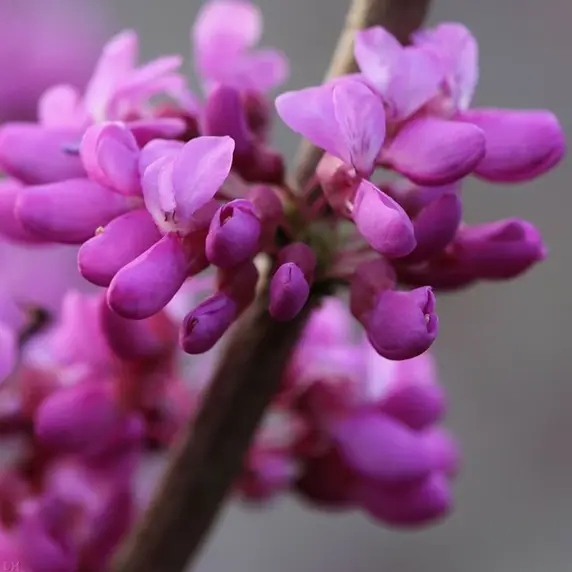 Cercis chinensis 'Avondale' 15L - image 1