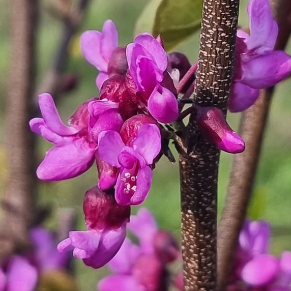 Cercis griffithii 'Blue Lagoon' - image 4