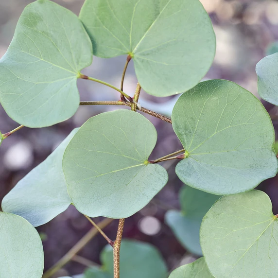 Cercis griffithii 'Blue Lagoon' - image 1