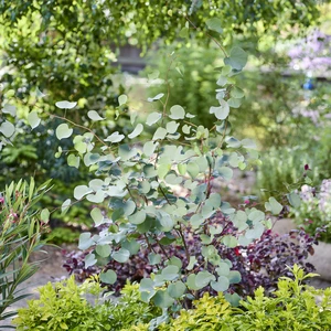 Cercis griffithii 'Blue Lagoon' - image 2