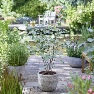 Cercis griffithii 'Blue Lagoon' - image 3