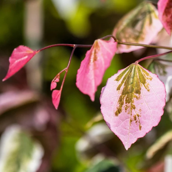 Cercis canadensis 'Carolina Sweetheart' - image 1