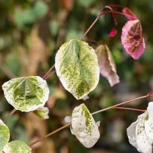 Cercis canadensis 'Carolina Sweetheart' - image 2