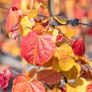 Cercis 'Eternal Flame'