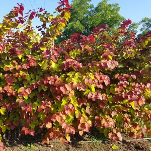 Cercis canadensis 'Eternal Flame' 12L