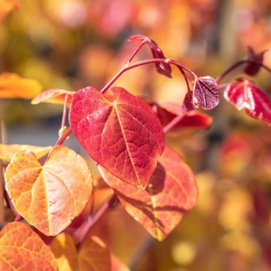 Cercis canadensis 'Eternal Flame' - image 2