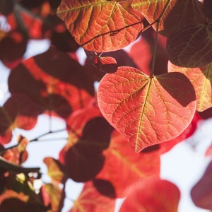 Cercis canadensis 'Forest Pansy' 16.5L (180cm) - image 2