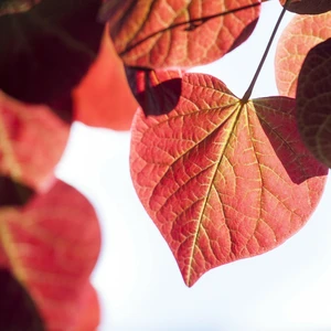 Cercis canadensis 'Forest Pansy' 16.5L (180cm) - image 3