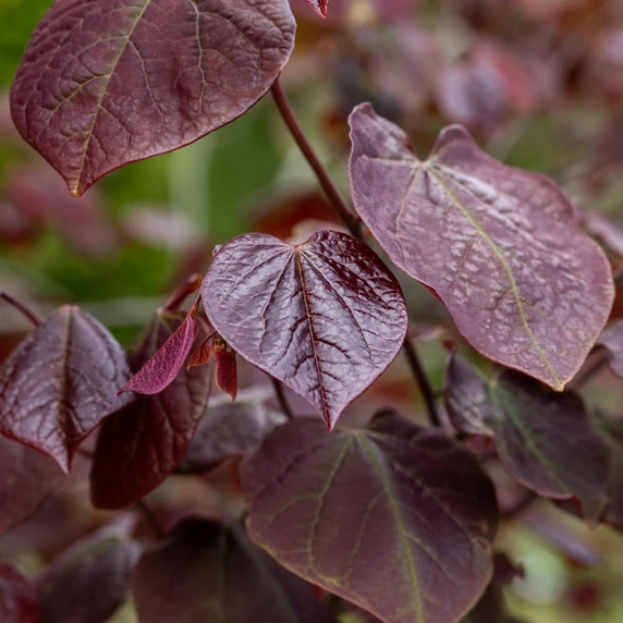 Cercis canadensis 'Forest Pansy' 16.5L (180cm) - image 1