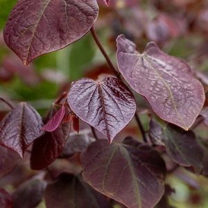 Cercis canadensis 'Forest Pansy' 16.5L (180cm) - image 1