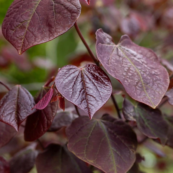 Cercis canadensis 'Forest Pansy' 12L