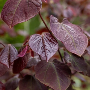 Cercis 'Forest Pansy' (Large)