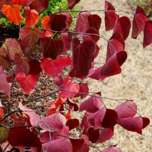 Image Credit: © Hortival Diffusion - Minier