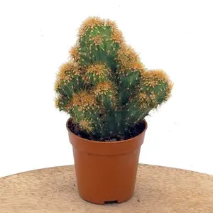 Cereus peruvianus 'Monstrosus Yellow'