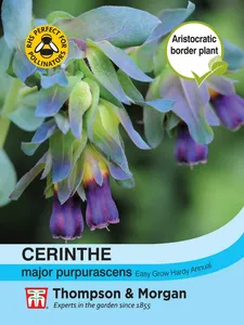 Cerinthe major purpurascens - image 1