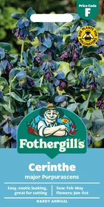 Cerinthe Major Purpurascens - image 1