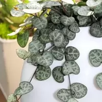Ceropegia