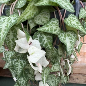 Ceropegia linearis 'Luuk' 14cm Hanging Pot - image 1