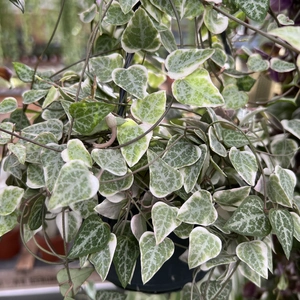 Ceropegia linearis 'Merel' - image 1