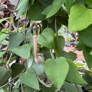 Ceropegia linearis 'Remy' - image 2