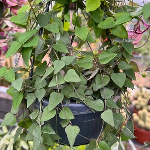 Ceropegia linearis 'Remy' - image 1