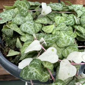 Ceropegia linearis 'Luuk' 14cm Hanging Pot - image 2