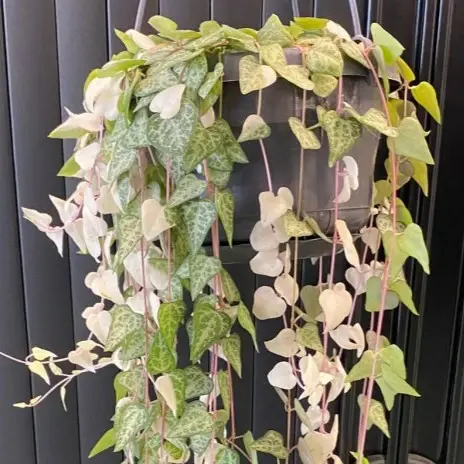 Ceropegia linearis 'Luuk' 14cm Hanging Pot - image 3