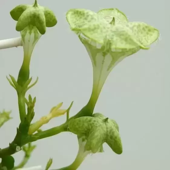 Ceropegia sandersonii - image 3