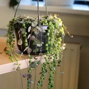 Ceropegia & Senecio Combo 14cm Hanging Pot - image 2