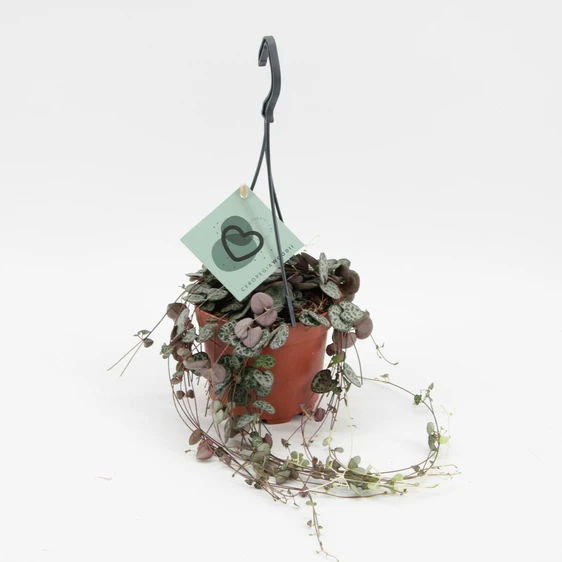 Ceropegia woodii 12cm Hanging Pot - image 2