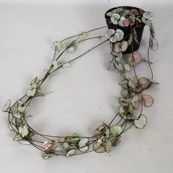 Ceropegia woodii 'Silver Glory' 12cm - image 2