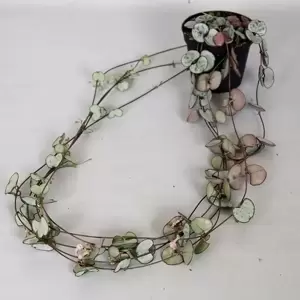 Ceropegia woodii 'Silver Glory' 12cm - image 2