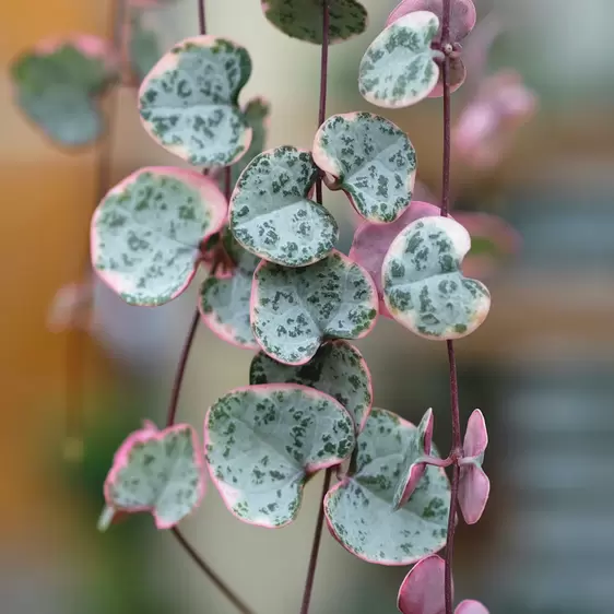 Ceropegia linearis subsp. woodii 'Variegata' 14cm Hanging Pot - image 1