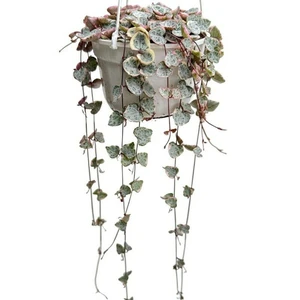 Ceropegia linearis subsp. woodii 'Variegata' 14cm Hanging Pot - image 2