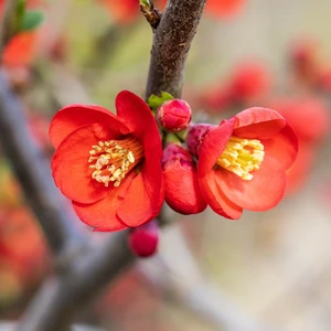 Chaenomeles 'Crimson and Gold'
