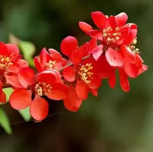 Chaenomeles x superba 'Crimson and Gold' - image 1