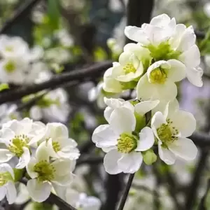 Chaenomeles x superba 'Jet Trail'