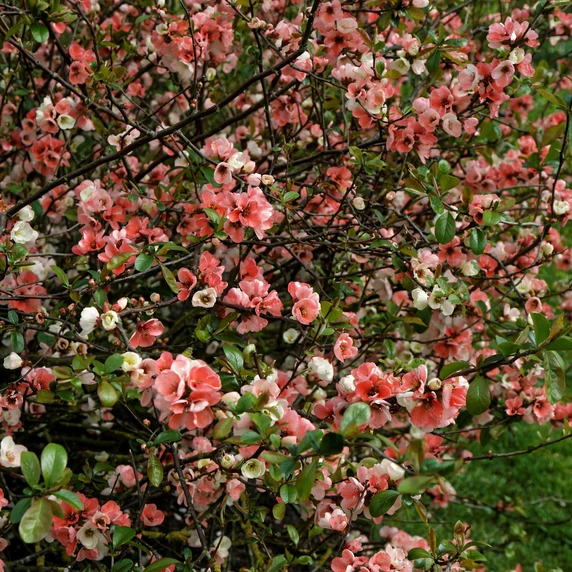 Chaenomeles speciosa 'Moerloosei' - image 1