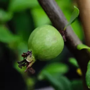 Chaenomeles x speciosa 'Nivalis'