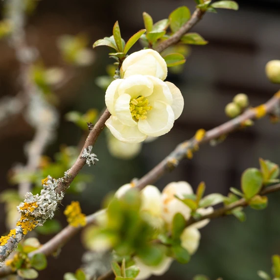 Chaenomeles x speciosa 'Nivalis' - image 1