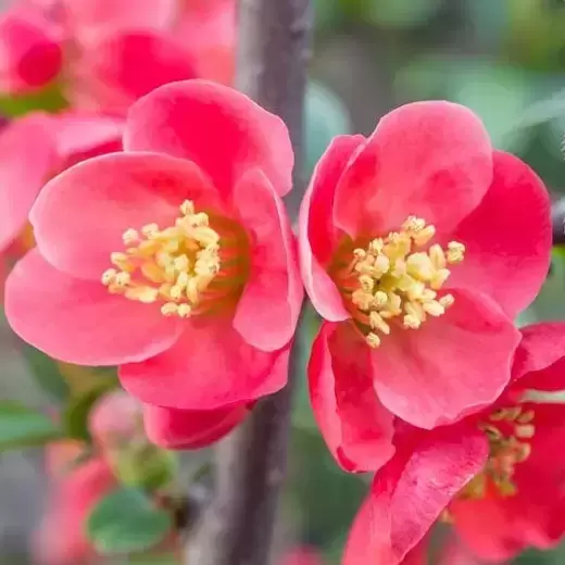 Chaenomeles × superba 'Pink Lady'