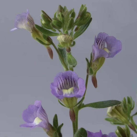 Chaenorhinum origanifolium 'Blue Dream' 9cm - image 2