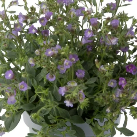 Chaenorhinum origanifolium 'Blue Dream' 9cm - image 3