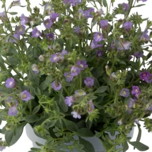 Chaenorhinum origanifolium 'Blue Dream' 9cm - image 3