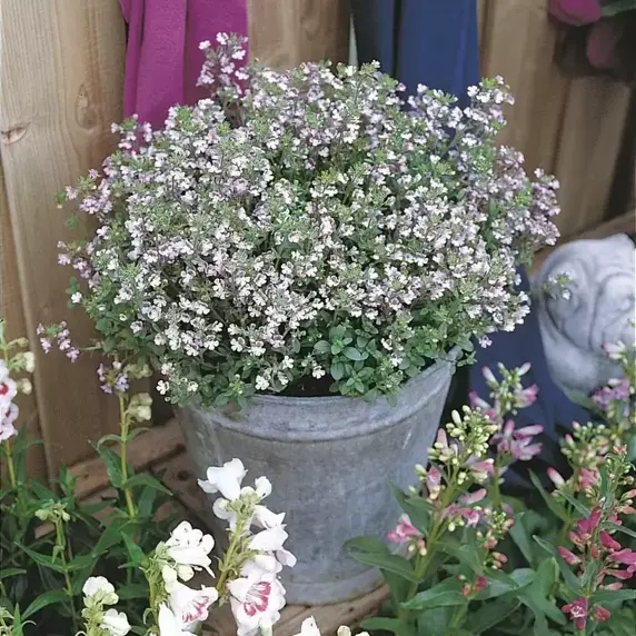 Chaenorhinum origanifolium 'Blue Dream' 9cm - image 1