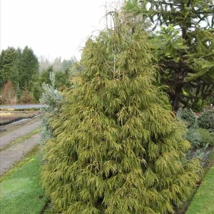 Chamaecyparis nootkatensis 'Aldrich Mountain'